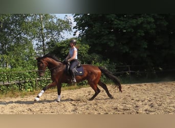 Hannoveranare, Valack, 3 år, 175 cm, Brun