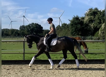 Hannoveranare, Valack, 4 år, 163 cm, Grå-mörk-brun