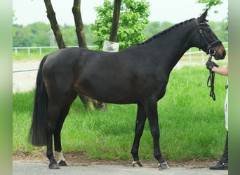 Hannoveranare, Valack, 4 år, 164 cm, Rökfärgad svart