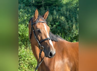 Hannoveranare, Valack, 4 år, 165 cm, Brun
