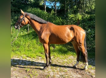 Hannoveranare, Valack, 4 år, 165 cm, Brun