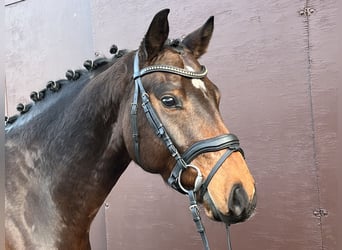 Hannoveranare, Valack, 4 år, 166 cm, Brun