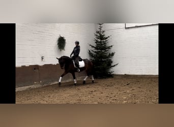 Hannoveranare, Valack, 4 år, 166 cm, Brun