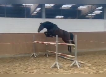 Hannoveranare, Valack, 4 år, 166 cm, Mörkbrun