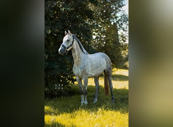 Hannoveranare, Valack, 4 år, 167 cm, Gråskimmel