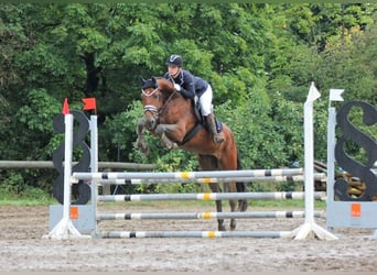 Hannoveranare, Valack, 4 år, 168 cm, Brun