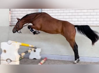 Hannoveranare, Valack, 4 år, 168 cm, Brun