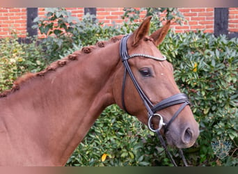 Hannoveranare, Valack, 4 år, 168 cm, fux