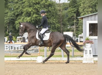 Hannoveranare, Valack, 4 år, 168 cm, Rökfärgad svart