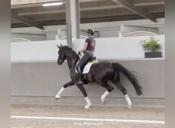 Hannoveranare, Valack, 4 år, 168 cm, Svart