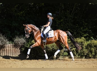 Hannoveranare, Valack, 4 år, 169 cm, Brun