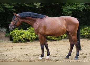 Hannoveranare, Valack, 4 år, 170 cm, Brun