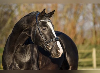 Hannoveranare, Valack, 4 år, 170 cm, Svart