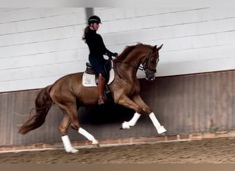 Hannoveranare, Valack, 4 år, 171 cm, fux