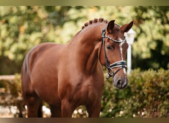 Hannoveranare, Valack, 4 år, 174 cm, Fux