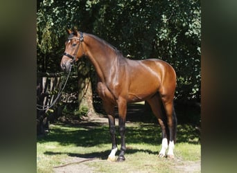 Hannoveranare, Valack, 4 år, 175 cm, Mörkbrun