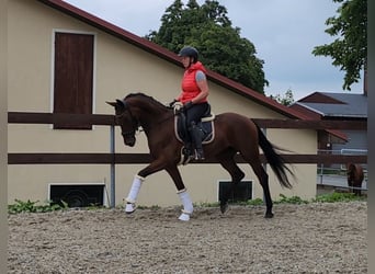 Hannoveranare, Valack, 5 år, 161 cm, Brun