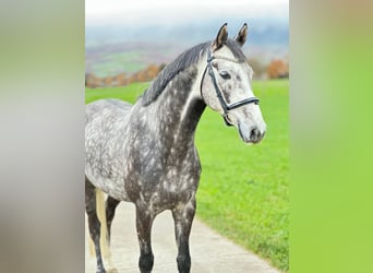 Hannoveranare, Valack, 5 år, 164 cm, Gråskimmel
