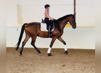 Hannoveranare, Valack, 5 år, 167 cm, Brun