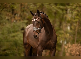 Hannoveranare, Valack, 5 år, 168 cm, Mörkbrun