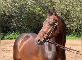 Hannoveranare, Valack, 5 år, 168 cm, Mörkbrun