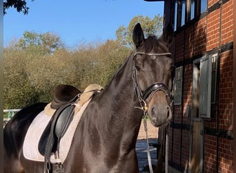 Hannoveranare, Valack, 5 år, 168 cm, Rökfärgad svart