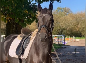 Hannoveranare, Valack, 5 år, 168 cm, Rökfärgad svart