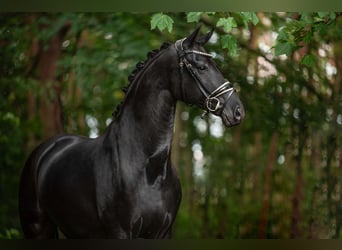 Hannoveranare, Valack, 5 år, 168 cm, Svart