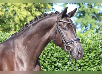 Hannoveranare, Valack, 5 år, 168 cm, Svart