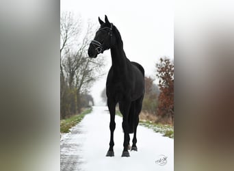 Hannoveranare, Valack, 5 år, 172 cm, Svart