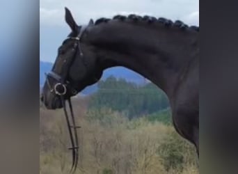 Hannoveranare, Valack, 5 år, 172 cm, Svart