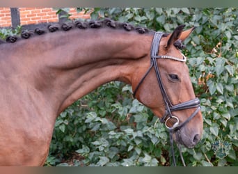 Hannoveranare, Valack, 5 år, 178 cm, Brun