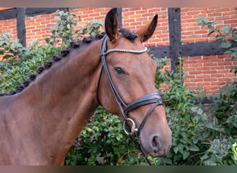 Hannoveranare, Valack, 5 år, 178 cm, Brun