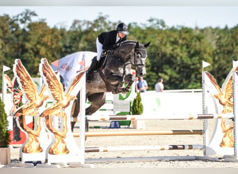 Hannoveranare, Valack, 6 år, 167 cm, Grå