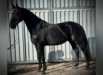 Hannoveranare, Valack, 6 år, 168 cm, Svart