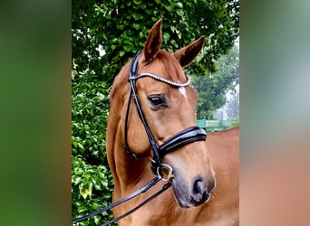 Hannoveranare, Valack, 6 år, 169 cm, fux
