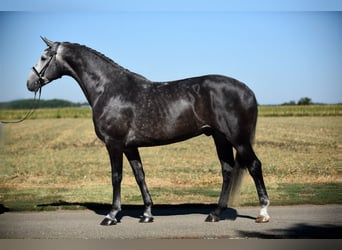 Hannoveranare, Valack, 6 år, 172 cm, Grå