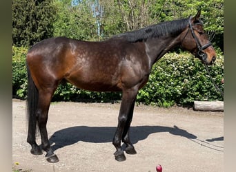 Hannoveranare Blandning, Valack, 6 år, 173 cm, Brun