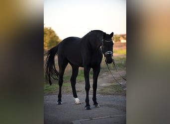 Hannoveranare, Valack, 6 år, 174 cm, Svart