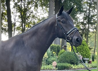 Hannoveranare, Valack, 6 år, 178 cm, Rökfärgad svart