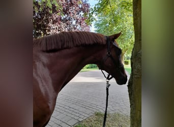Hannoveranare, Valack, 7 år, 173 cm, fux