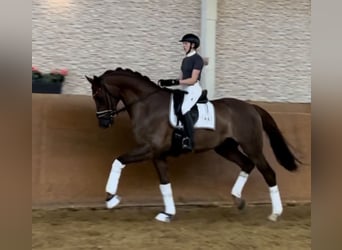 Hannoveranare, Valack, 7 år, 175 cm, Fux