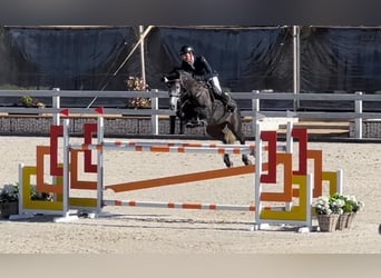 Hannoveranare, Valack, 8 år, 165 cm, Grå