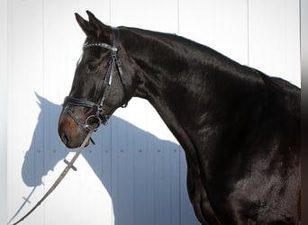 Hannoveranare, Valack, 8 år, 168 cm, Rökfärgad svart