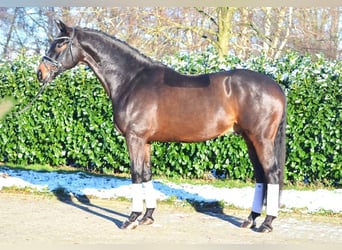 Hannoveranare, Valack, 8 år, 175 cm, Rökfärgad svart