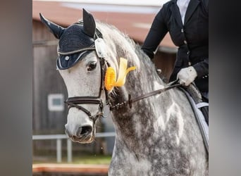 Hannoveranare, Valack, 9 år, 170 cm, Gråskimmel