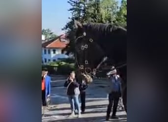 Hannoveranare, Valack, 9 år, 184 cm, Mörkbrun