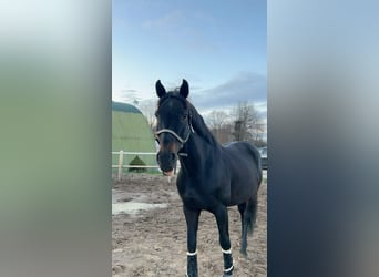 Hannoveraner, Hengst, 10 Jahre, 167 cm, Schwarzbrauner