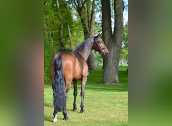 Hannoveraner, Hengst, 11 Jahre, 170 cm, Brauner