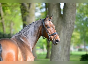 Hannoveraner, Hengst, 11 Jahre, 170 cm, Brauner